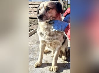 Schmusiger, verspielter Cisco