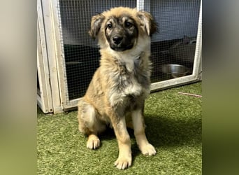 Bildhübsches Welpenmädchen Bibbi