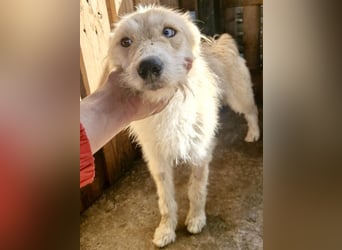 Mara, Schönheit mit zweifarbigem Blick