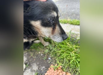 Collin – blinder Senior kämpft im Shelter ums Durchhalten
