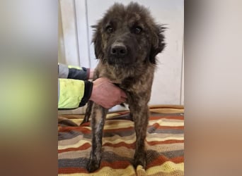 Sanfte Pfötchengeberin Yuki