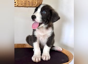 Kleiner Herzenshund Figo sucht seine Familie