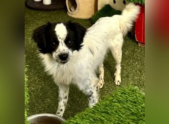 Zierlicher Junghund Merlin