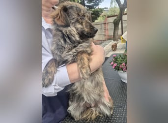 Ronja – kleine Kämpferin sucht ihr Happy End