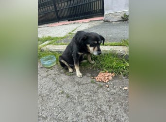 Collin – blinder Senior kämpft im Shelter ums Durchhalten