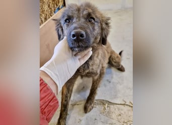 Sanfte Pfötchengeberin Yuki