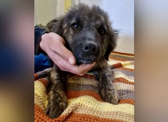 Sanfte Pfötchengeberin Yuki