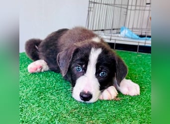 Kleiner Herzenshund Figo sucht seine Familie