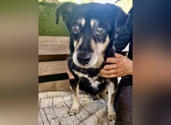 Collin – blinder Senior kämpft im Shelter ums Durchhalten