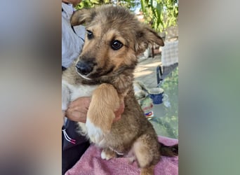 Oli, kleiner Herzensjunge sucht sein großes Glück