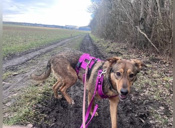 Sanfte Seele Jessy sucht ihr Für-immer-Zuhause