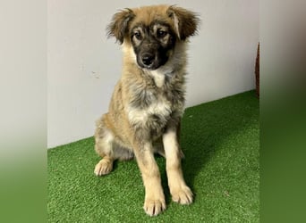 Bildhübsches Welpenmädchen Bibbi