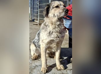 Schmusiger, verspielter Cisco