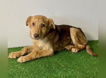 Bildhübsches Welpenmädchen Lumi