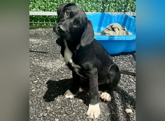 Cupcake – kleiner Glückspilz sucht seine Familie
