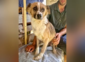 Romy, sanfte Schmusemaus sucht ihre Familie