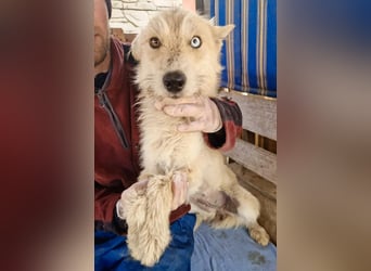 Mara, Schönheit mit zweifarbigem Blick