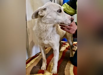 Dankbare, sanfte Blanche