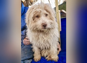 Todtrauriger Boomer auf der Suche nach Glück