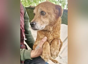 Loke – treuer Begleiter hat alles verloren und sucht einen Neuanfang