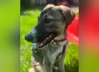 Arco - Ein besonderer Hundejunge wartet auf seine Familie