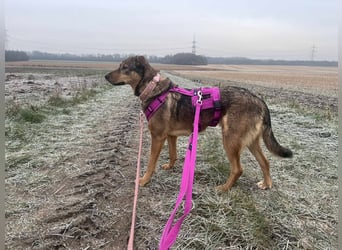 Sanfte Seele Jessy sucht ihr Für-immer-Zuhause