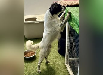 Zierlicher Junghund Merlin