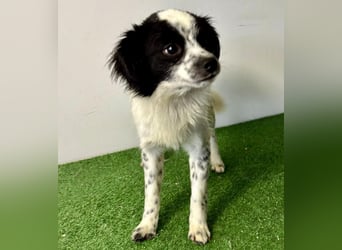 Zierlicher Junghund Merlin