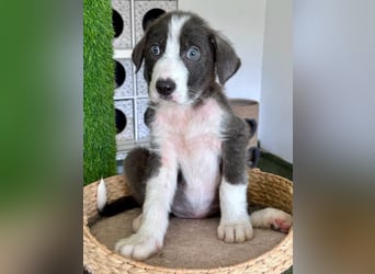Kleiner Herzenshund Figo sucht seine Familie