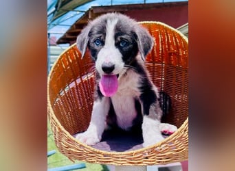 Kleiner Herzenshund Figo sucht seine Familie