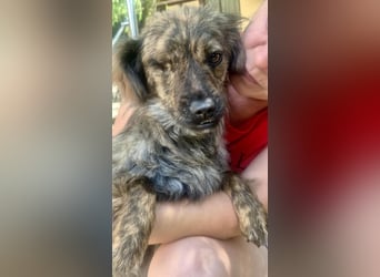 Ronja – kleine Kämpferin sucht ihr Happy End