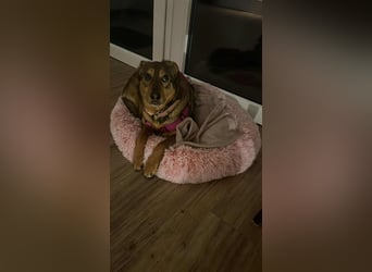 Sanfte Seele Jessy sucht ihr Für-immer-Zuhause