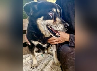 Collin – blinder Senior kämpft im Shelter ums Durchhalten