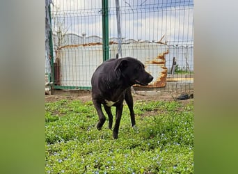 Amy – sanfte Junghündin sucht Geborgenheit