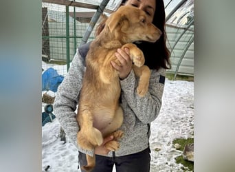 Bildhübsches Welpenmädchen Lumi