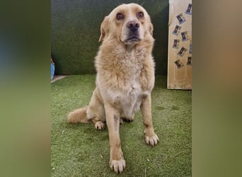 Trauriger Hugo sucht seine Familie