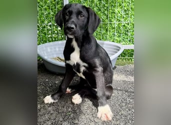 Cupcake – kleiner Glückspilz sucht seine Familie