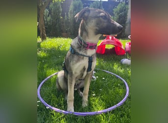 Arco - Ein besonderer Hundejunge wartet auf seine Familie
