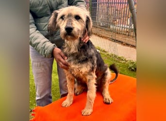 Candy – sanfte Schmusemaus sucht ihr Happy End