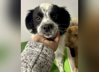 Zierlicher Junghund Merlin