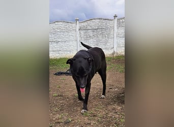 Amy – sanfte Junghündin sucht Geborgenheit