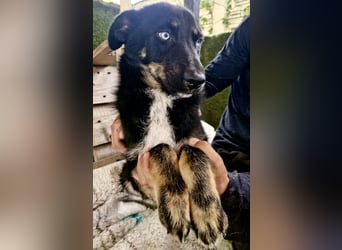 Bobby – junger Hundebub sucht liebevolle Menschen