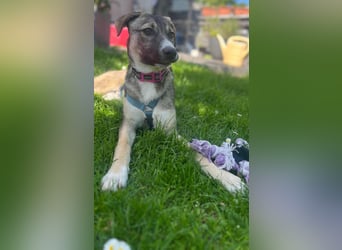 Arco - Ein besonderer Hundejunge wartet auf seine Familie