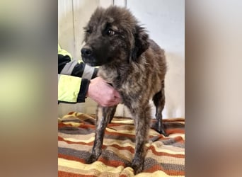 Sanfte Pfötchengeberin Yuki