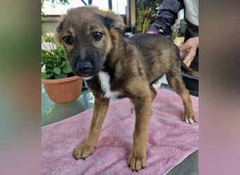 Mogli – kleines Wunder sucht seine Familie
