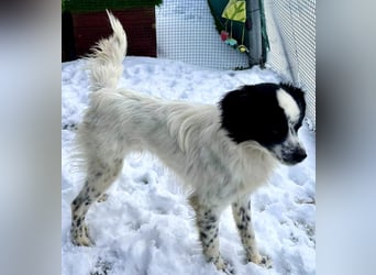 Zierlicher Junghund Merlin