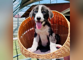 Kleiner Herzenshund Figo sucht seine Familie