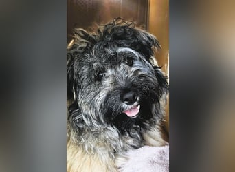 Coco (ehem. Joy) – fröhliche Junghündin sucht aktive Menschen