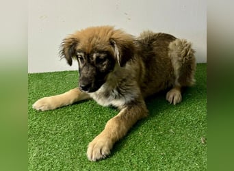 Bildhübsches Welpenmädchen Bibbi