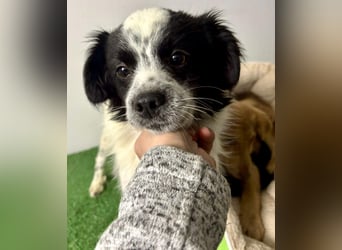 Zierlicher Junghund Merlin